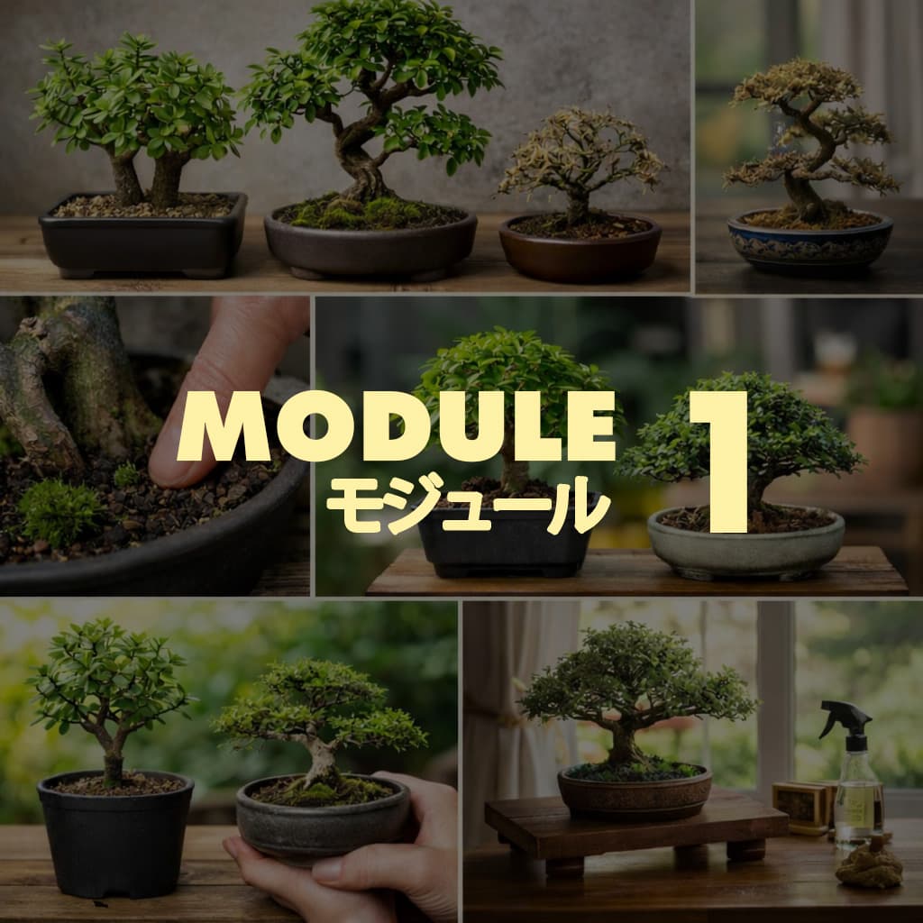 Choose Your First Tree